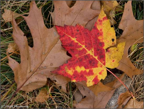 Missing Image: i_0045.jpg - Red & Yellow Leaf