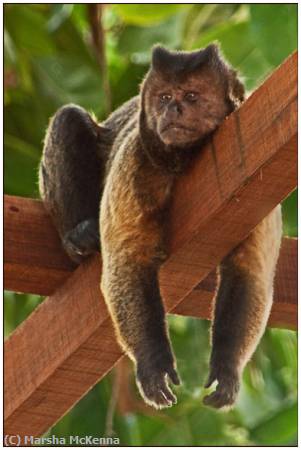 Missing Image: i_0053.jpg - Relaxed Monkey