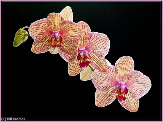 Missing Image: i_0059.jpg - Orchid