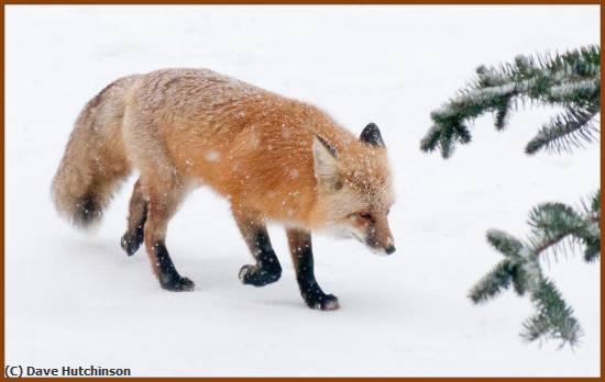 Missing Image: i_0014.jpg - Snowbound Red Fox