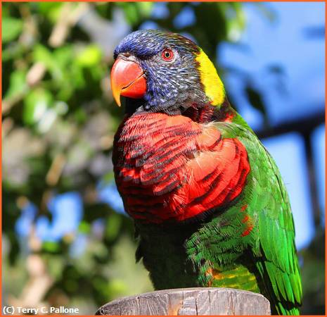 Missing Image: i_0041.jpg - Small Parrot