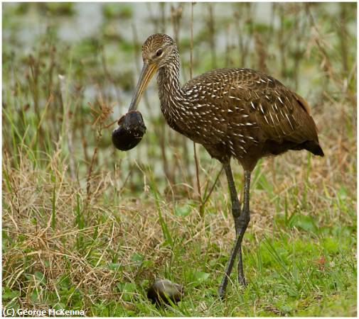 Missing Image: i_0043.jpg - Limpkin with Snail