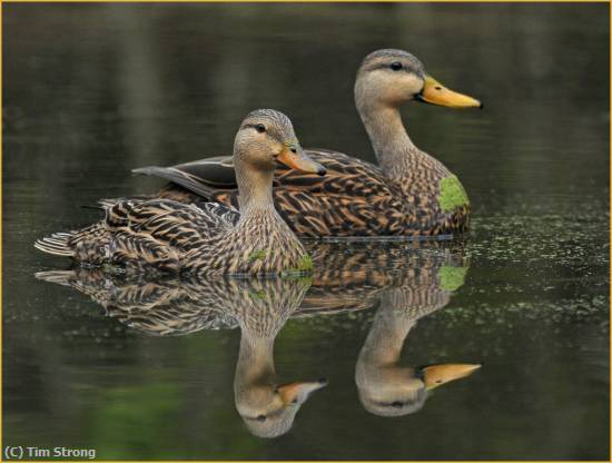 Missing Image: i_0072.jpg - Male and Female Mottled Duck