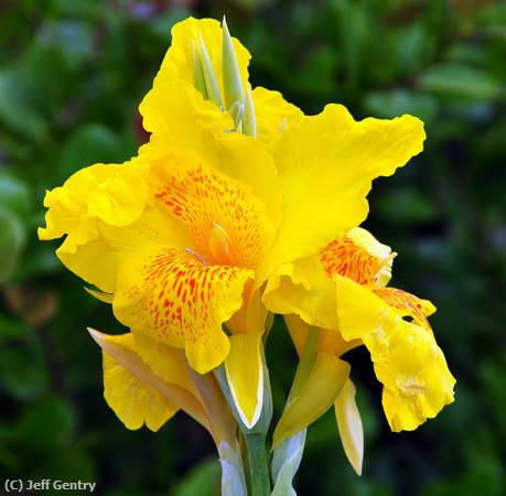 Missing Image: i_0086.jpg - Yellow Flower of Roatan