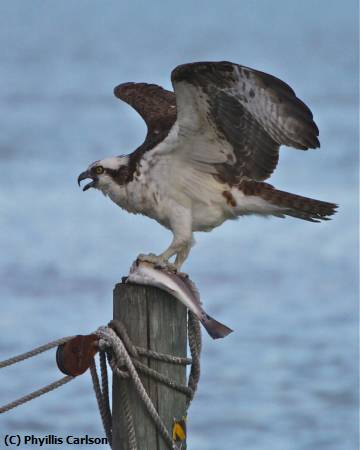 Missing Image: i_0012.jpg - osprey on piling