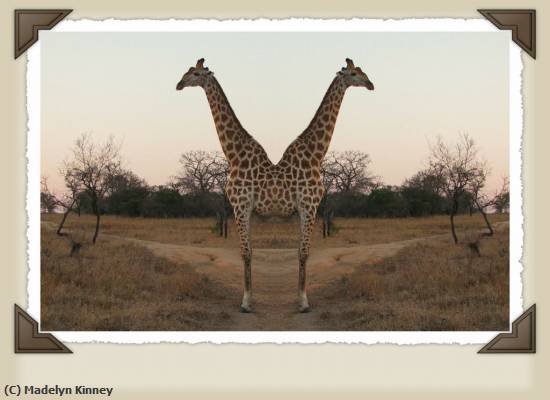 Missing Image: i_0064.jpg - Two Headed Giraffe