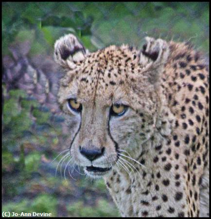 Missing Image: i_0016.jpg - Cheetah