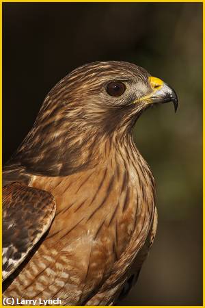 Missing Image: i_0030.jpg - Red Shouldered Hawk