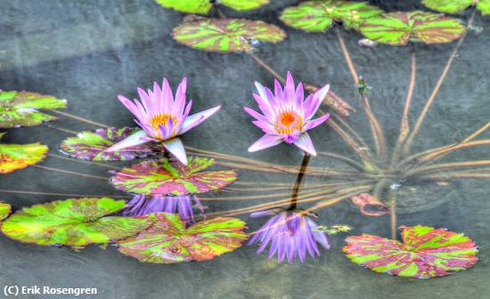 Missing Image: i_0009.jpg - Reflection Pond flowers