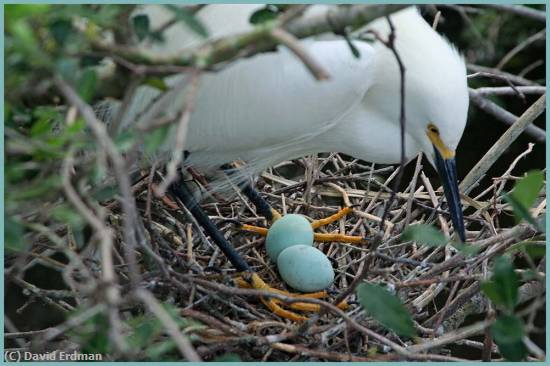 Missing Image: i_0087.jpg - Nesting Snowy Egret