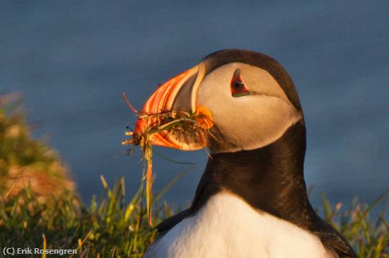 Missing Image: i_0057.jpg - Puffin-with-nest-material