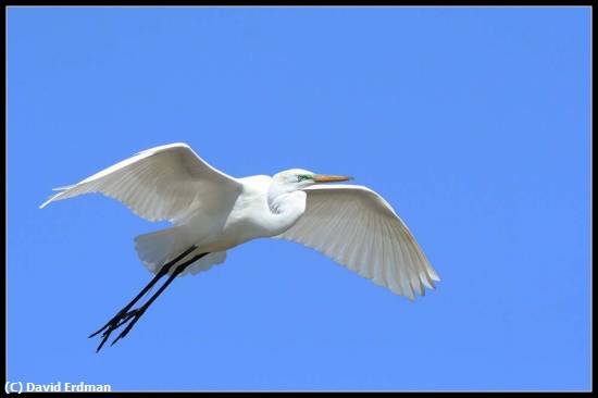 Missing Image: i_0076.jpg - Great Egret in Flight