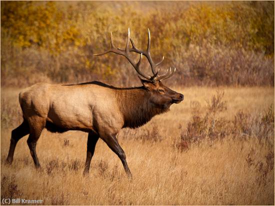 Missing Image: i_0005.jpg - Bull Elk