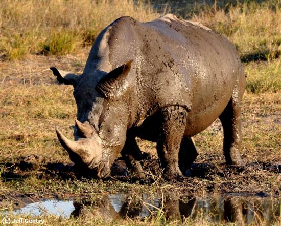 Missing Image: i_0025.jpg - Botswana Rhino
