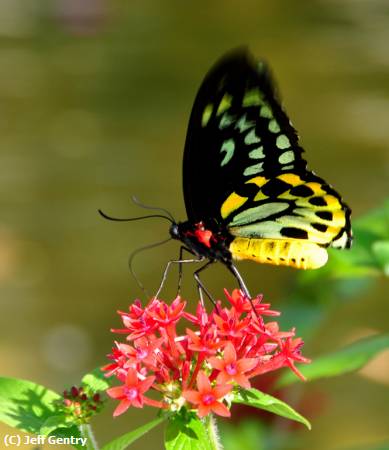 Missing Image: i_0040.jpg - Butterfly Landing