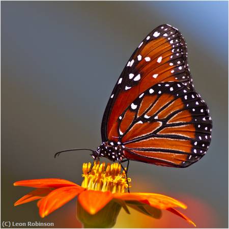 Missing Image: i_0055.jpg - Queen on Mexican Sunflower