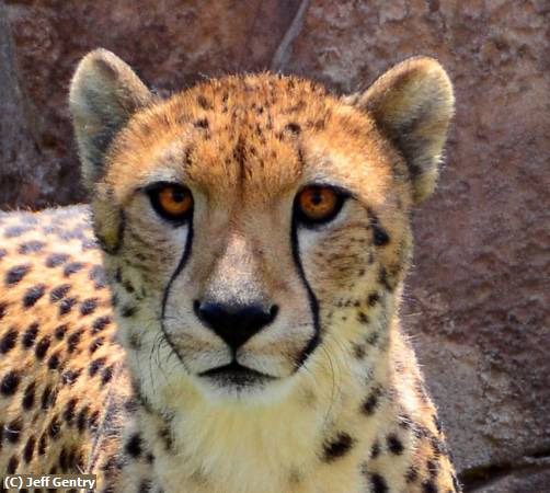 Missing Image: i_0020.jpg - Cheetah Stare