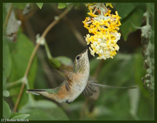 Missing Image: i_0035.jpg - hummingbird w-yellow flower