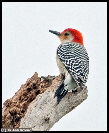 Missing Image: i_0003.jpg - Red Bellied Woodpecker