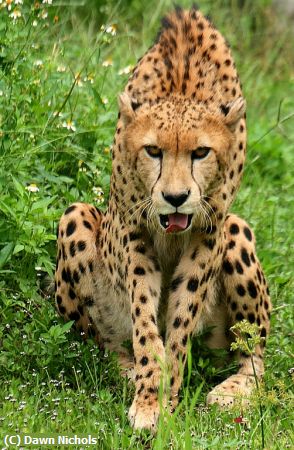 Missing Image: i_0014.jpg - Hunched Cheetah