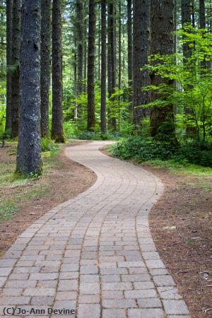 Missing Image: i_0029.jpg - Stone Path in Woods