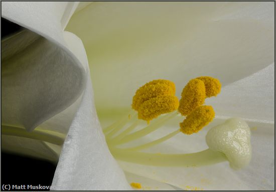 Missing Image: i_0031.jpg - Easter Lily Close-Up