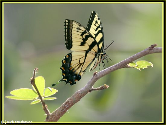 Missing Image: i_0023.jpg - Tiger-Swallowtail-On-Limb