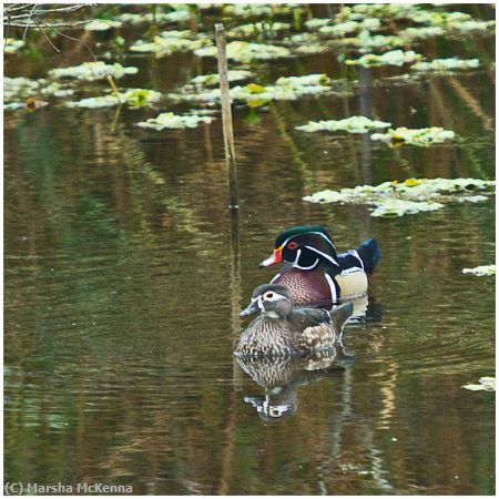 Missing Image: i_0048.jpg - Wood Ducks in the Wild