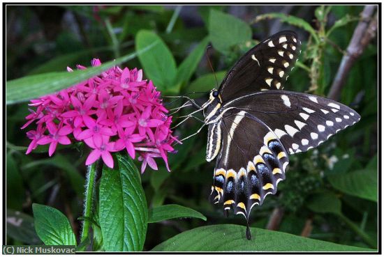 Missing Image: i_0059.jpg - Spicebush Swallowtail