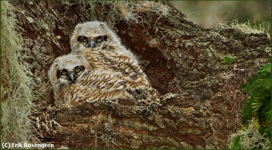Missing Image: i_0008.jpg - Twins-Great-Horned-Owlets