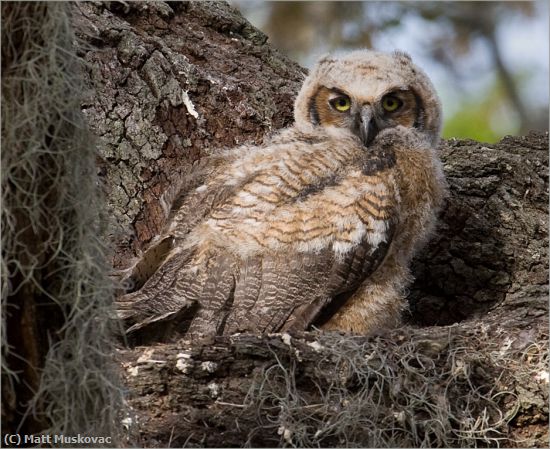 Missing Image: i_0010.jpg - Young Horned Owl