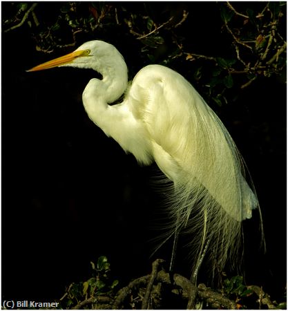 Missing Image: i_0022.jpg - Great Egret