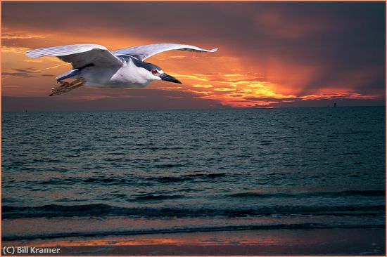 Missing Image: i_0037.jpg - Night Heron At Sunset