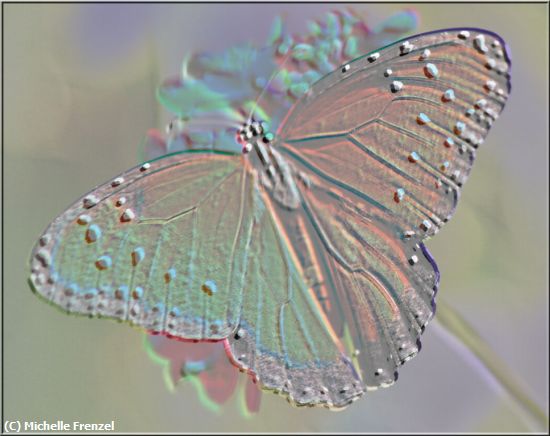 Missing Image: i_0056.jpg - Retro Butterfly