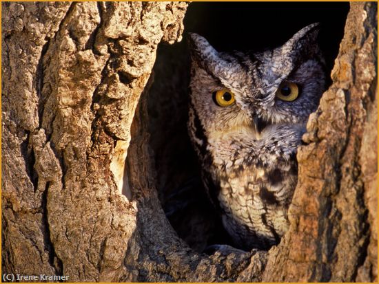 Missing Image: i_0022.jpg - Screech Owl in Tree Cavity