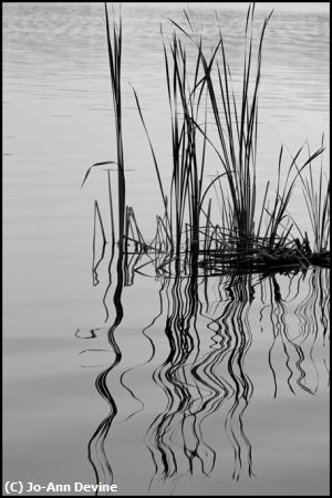 Missing Image: i_0024.jpg - Reeds Wiggly Reflection