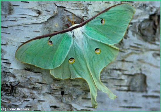 Missing Image: i_0029.jpg - Luna Moth on Birch