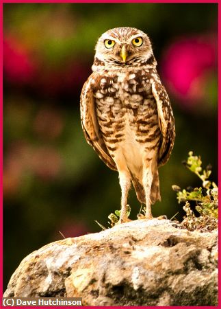 Missing Image: i_0041.jpg - Burrowing Owl