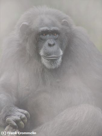 Missing Image: i_0046.jpg - Ape in the Mist