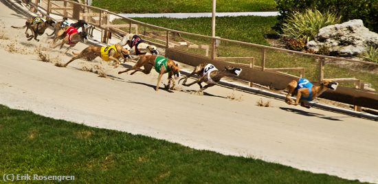 Missing Image: i_0009.jpg - Number-2-is-the-winner-Greyhounds
