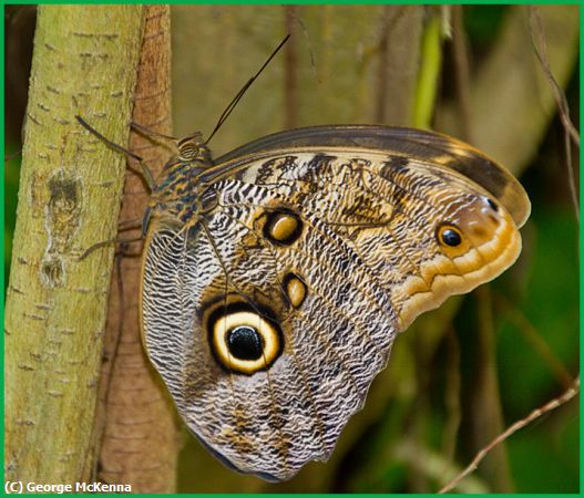 Missing Image: i_0015.jpg - Owl Butterfly