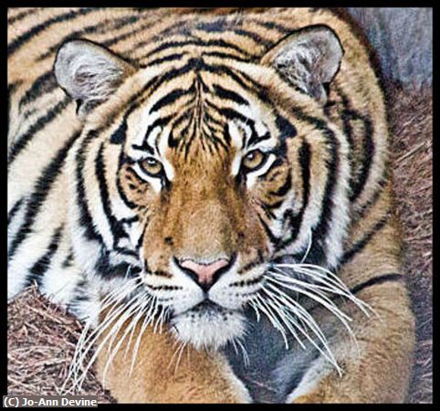Missing Image: i_0028.jpg - Lowry Park Tiger