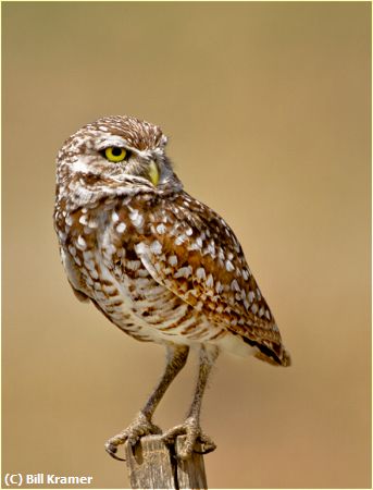 Missing Image: i_0032.jpg - Burrowing Owl