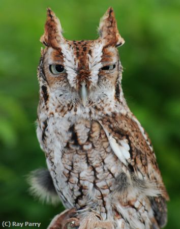 Missing Image: i_0065.jpg - Winking Owl