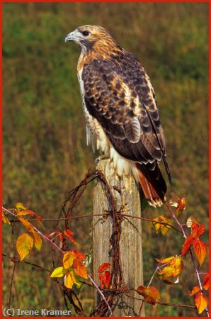 Missing Image: i_0003.jpg - Red-tailed Hawk on Fencepost