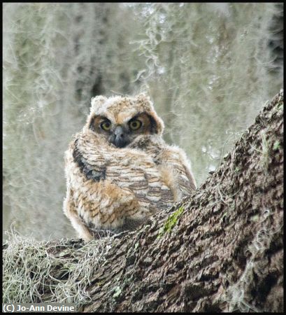 Missing Image: i_0006.jpg - Kapok Owl