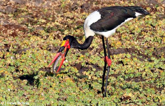 Missing Image: i_0025.jpg - Saddlebilled Stork Zambia