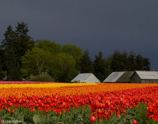 Missing Image: i_0007.jpg - Stormy Day at Tulip Field