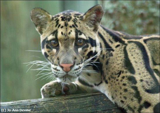 Missing Image: i_0022.jpg - Clouded Leopard