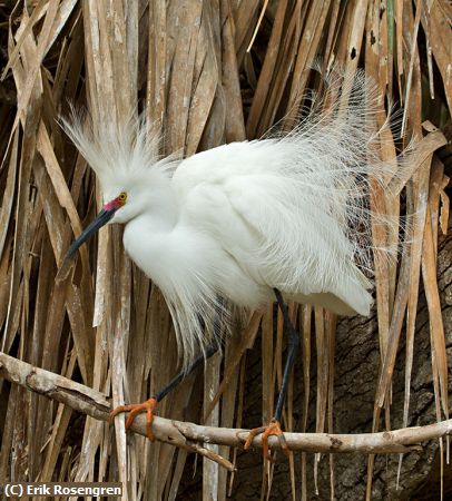 Missing Image: i_0035.jpg - I-have-class-Snowy-Egret